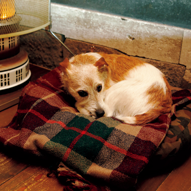 LIFE@PET | ネコみたいな看板犬です。 | カーサ ブルータス Casa BRUTUS