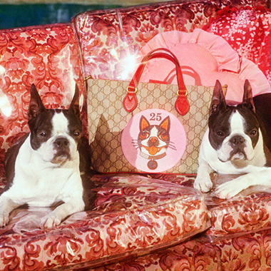 グッチGUCCI BOSCOORSOボストンテリア犬リング
