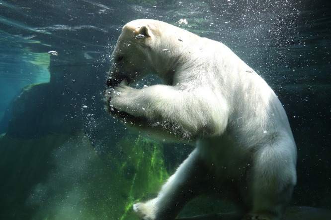 のびのび泳ぐ、ホッキョクグマのリラ。｜札幌市円山動物園 | カーサ