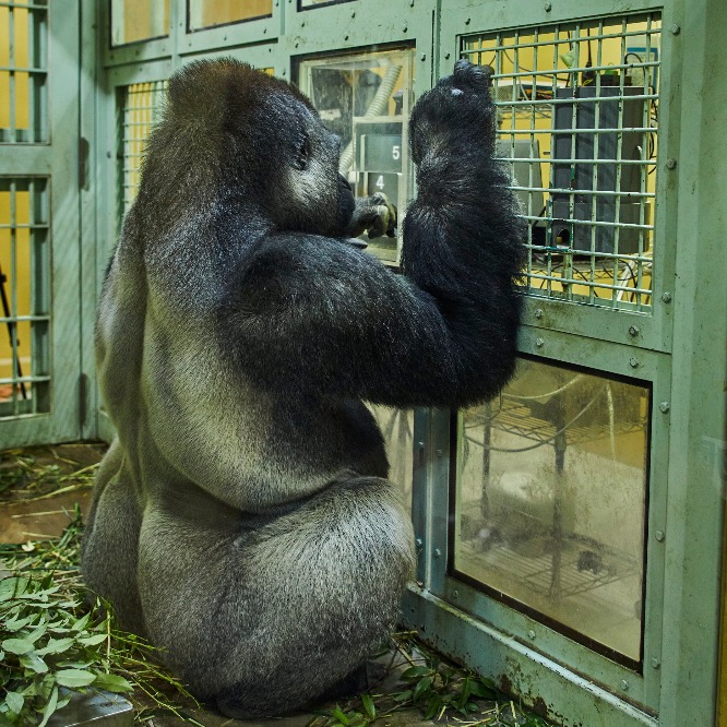 お勉強するゴリラの親子。｜京都市動物園 | カーサ ブルータス Casa BRUTUS