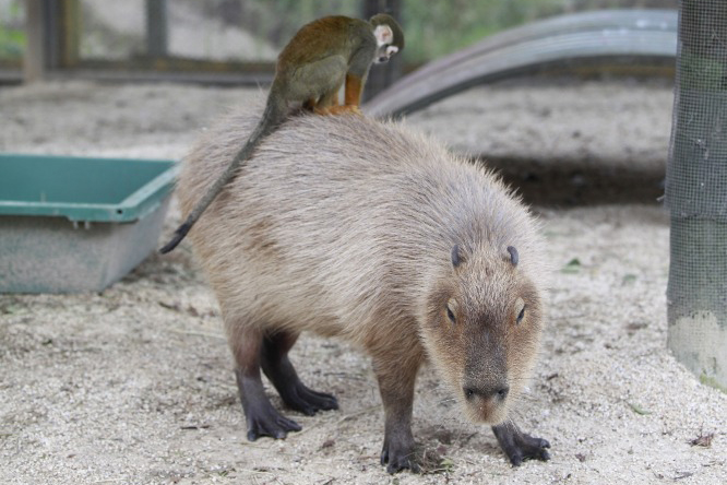 カピバラタクシー運行中 東武動物公園 カーサ ブルータス Casa Brutus