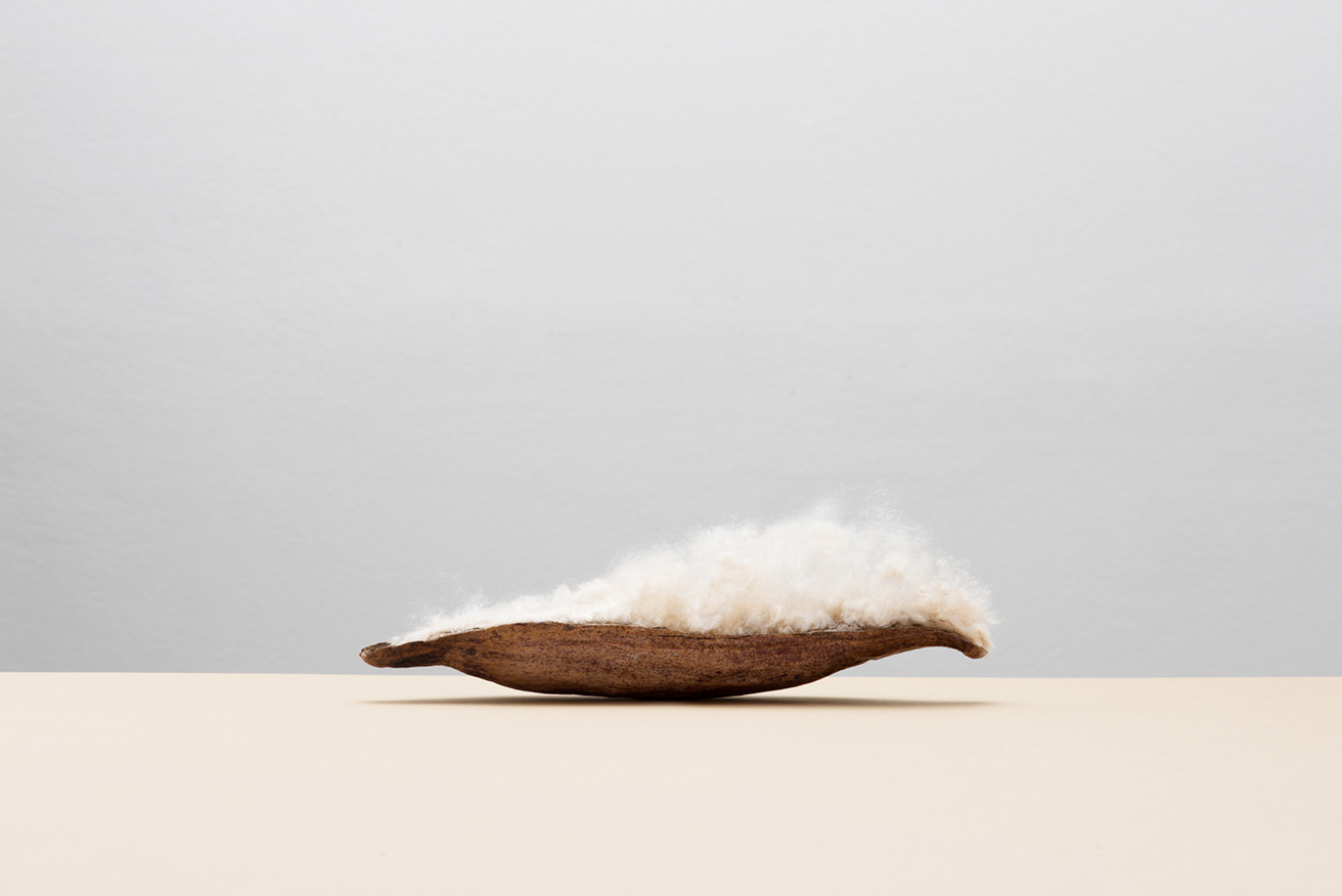 カポックの木の実