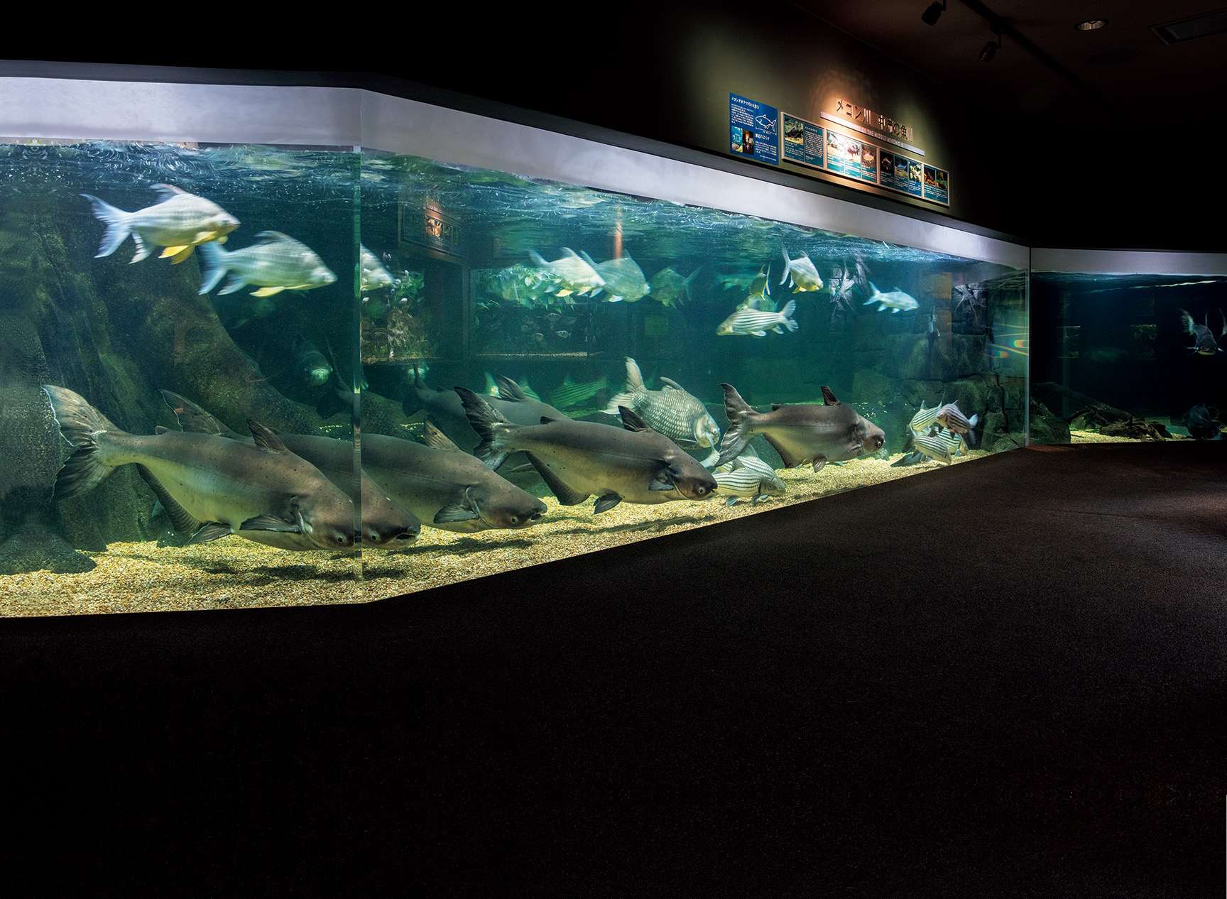 世界淡水魚園水族館 アクア・トト ぎふ | BEST ZOO & AQUARIUM