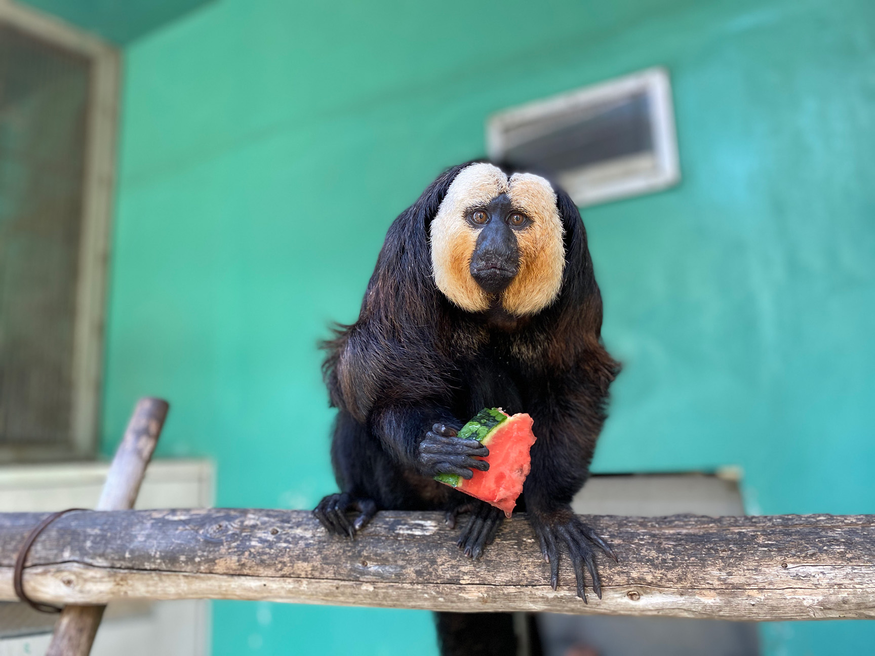 レア　ロイヤルクラウンダービー　モンキー　アンドベイビー　フィギュリン　さる　猿 レアロイヤルクラウンダービーモンキーアンドベイビーフィギュリンさる猿