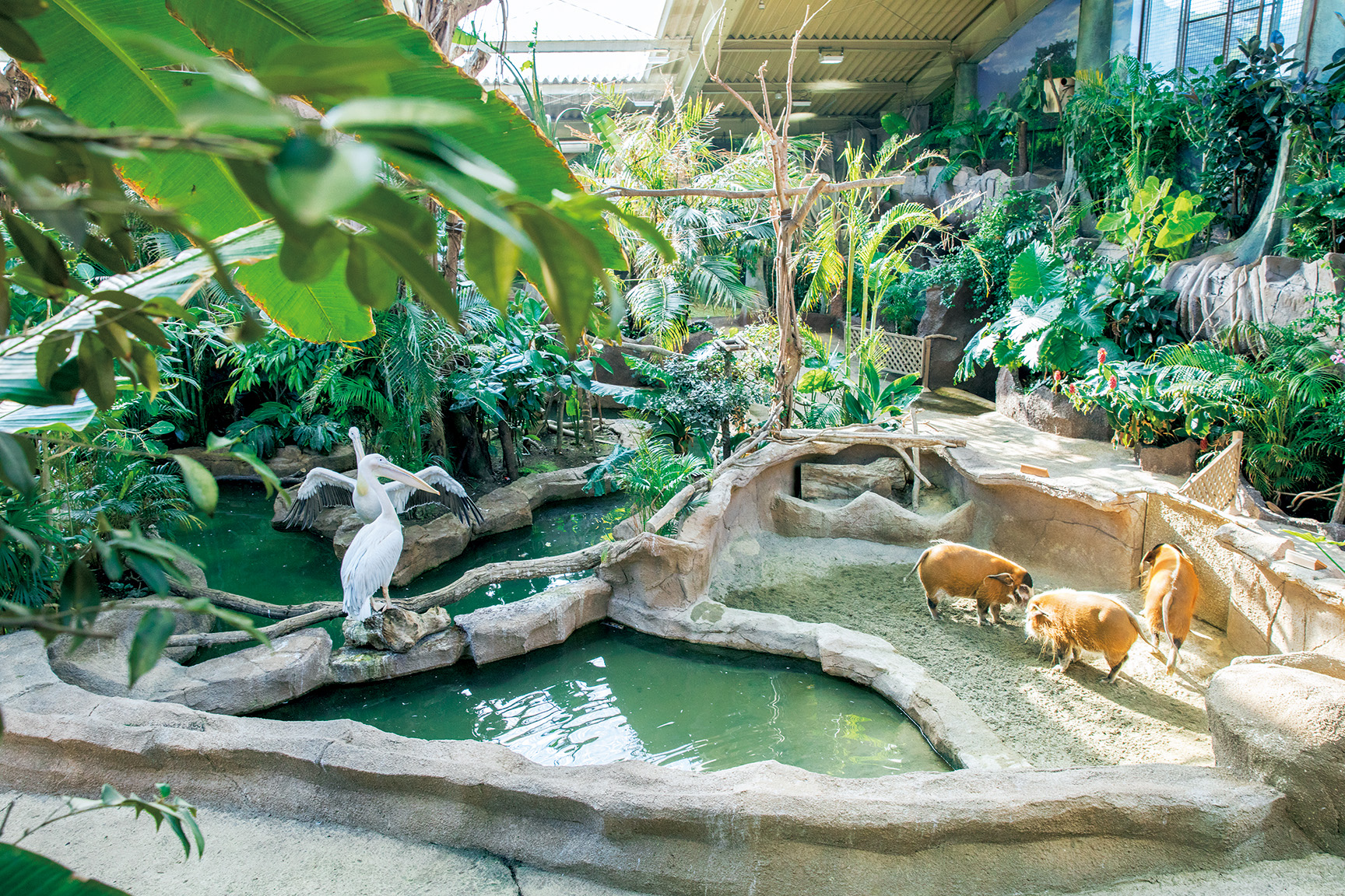 那須どうぶつ王国 | BEST ZOO & AQUARIUM | カーサ ブルータス Casa BRUTUS