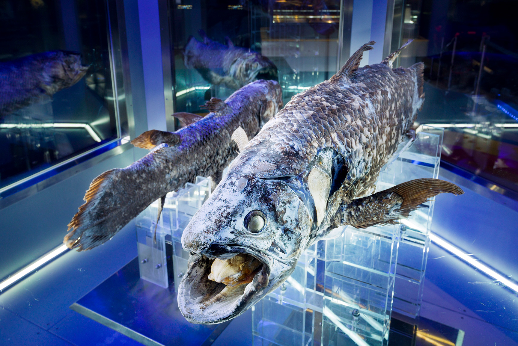 沼津港深海水族館限定・シーラカンスフィギュア　カロラータ社製 と言う訳で。: カロラータのSTAFF BLOG