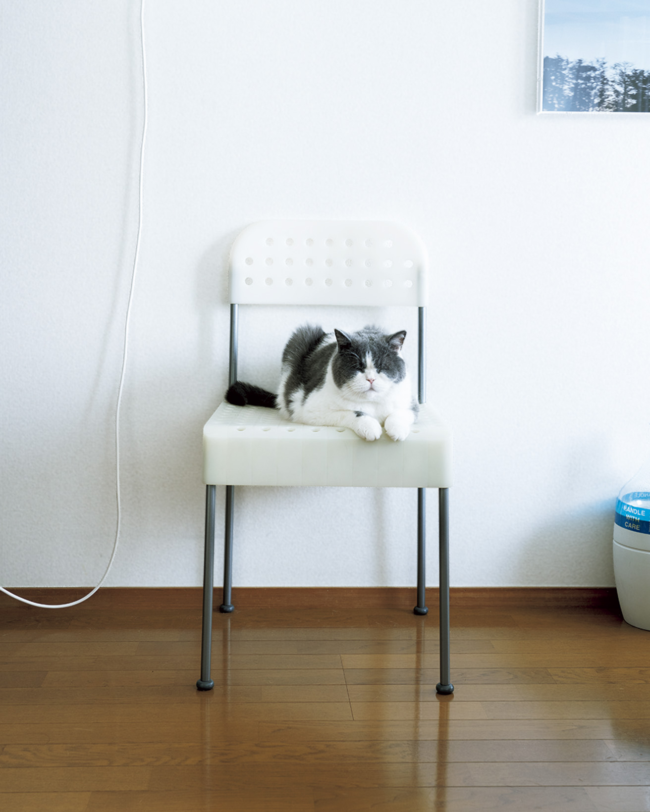 0209catandchair07_01_1312.jpg