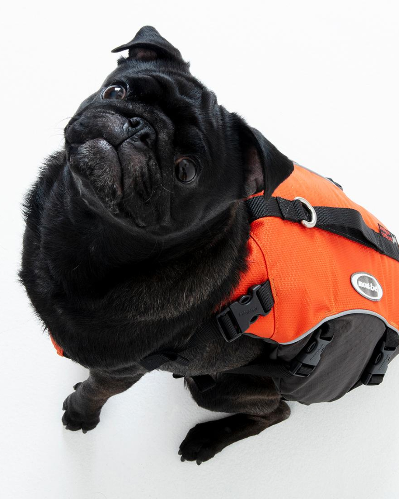 モンベル〉のドッグフローテーションベスト。どんな犬種でもぴったり