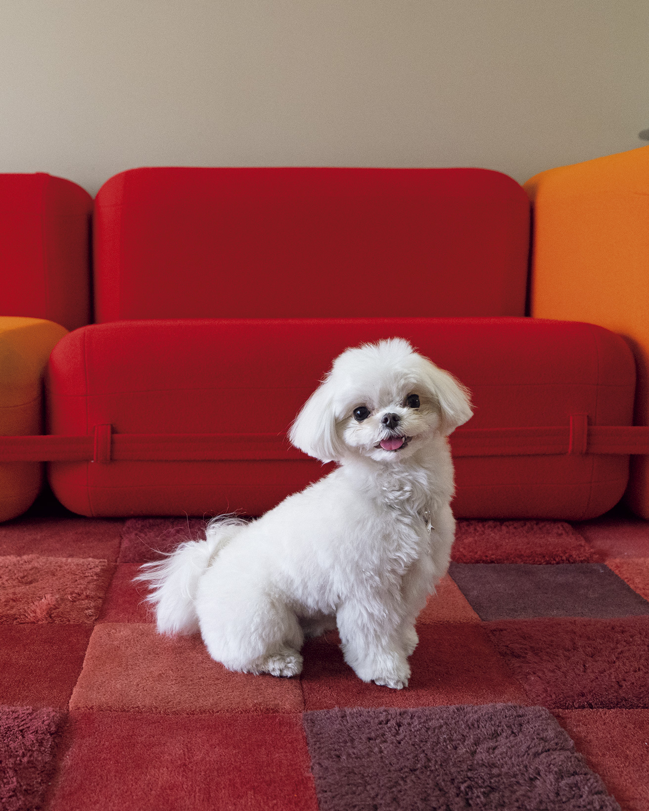 LIFE@PET】デザインセレブなやんちゃ坊主。｜まる＆建築家・デザイナー