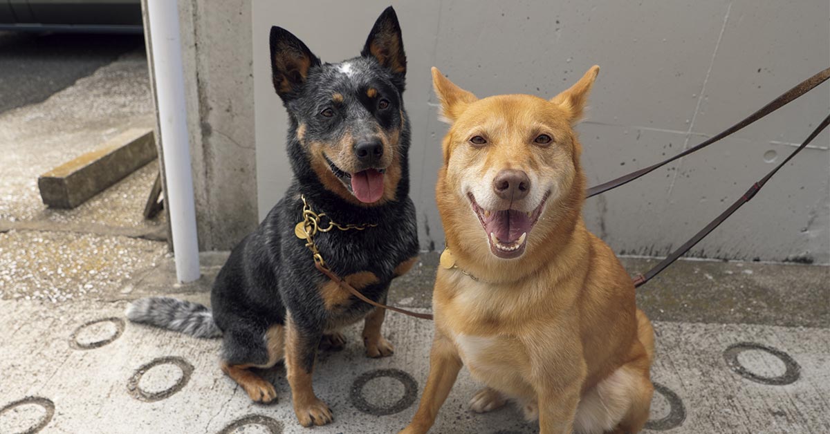 【LIFE@PET】性格は正反対の2匹です。｜テン＆マル＆フローリスト・芳賀規良さん