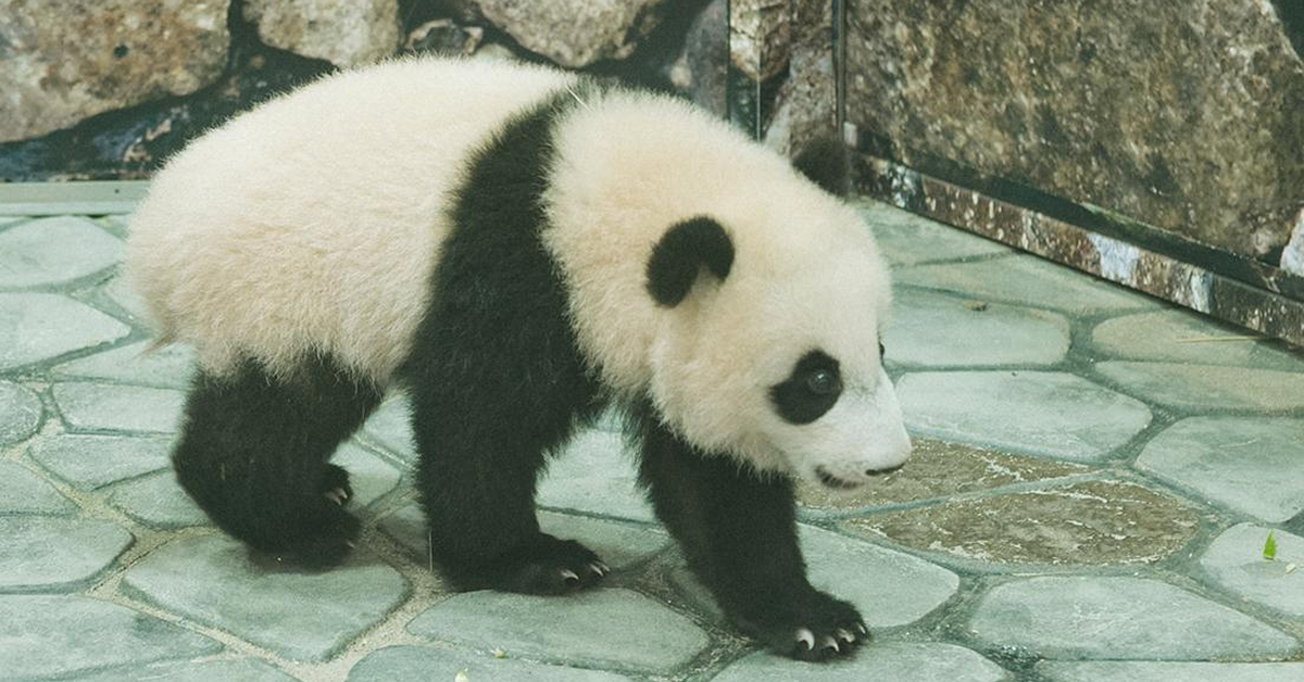 パンダの顔や体が白黒のツートーン柄になった理由は？【今日のカーサ検定】