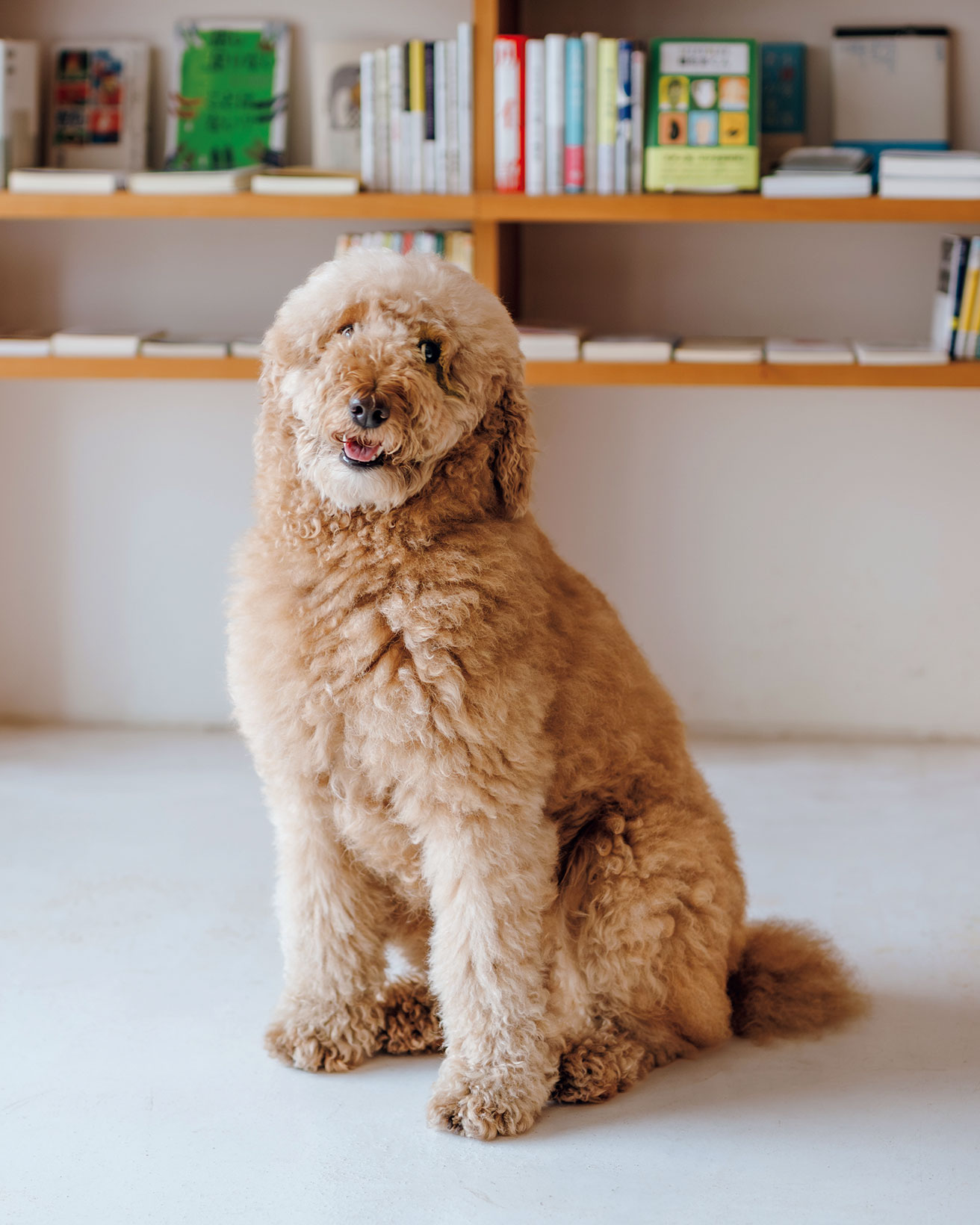 【LIFE@PET】20周年目にやってきた初の看板犬。｜愛犬ココ＆〈アルトスブックストア〉西村史之さん・祥子さん