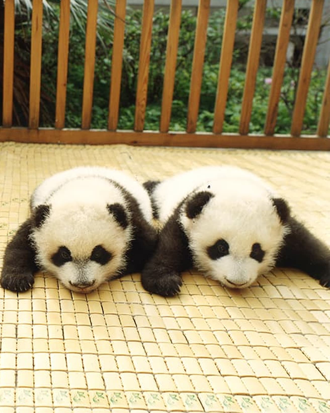 カーサの猫村さん』が訪ねた〈中国パンダ保護研究センター〉で