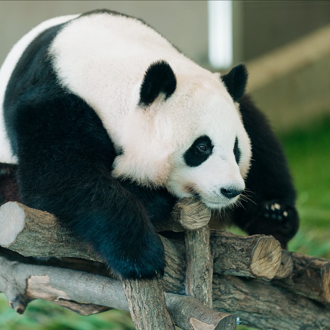 木登りも器用にこなすパンダ。モフモフの黒い毛に覆われた前肢の指は何本？
