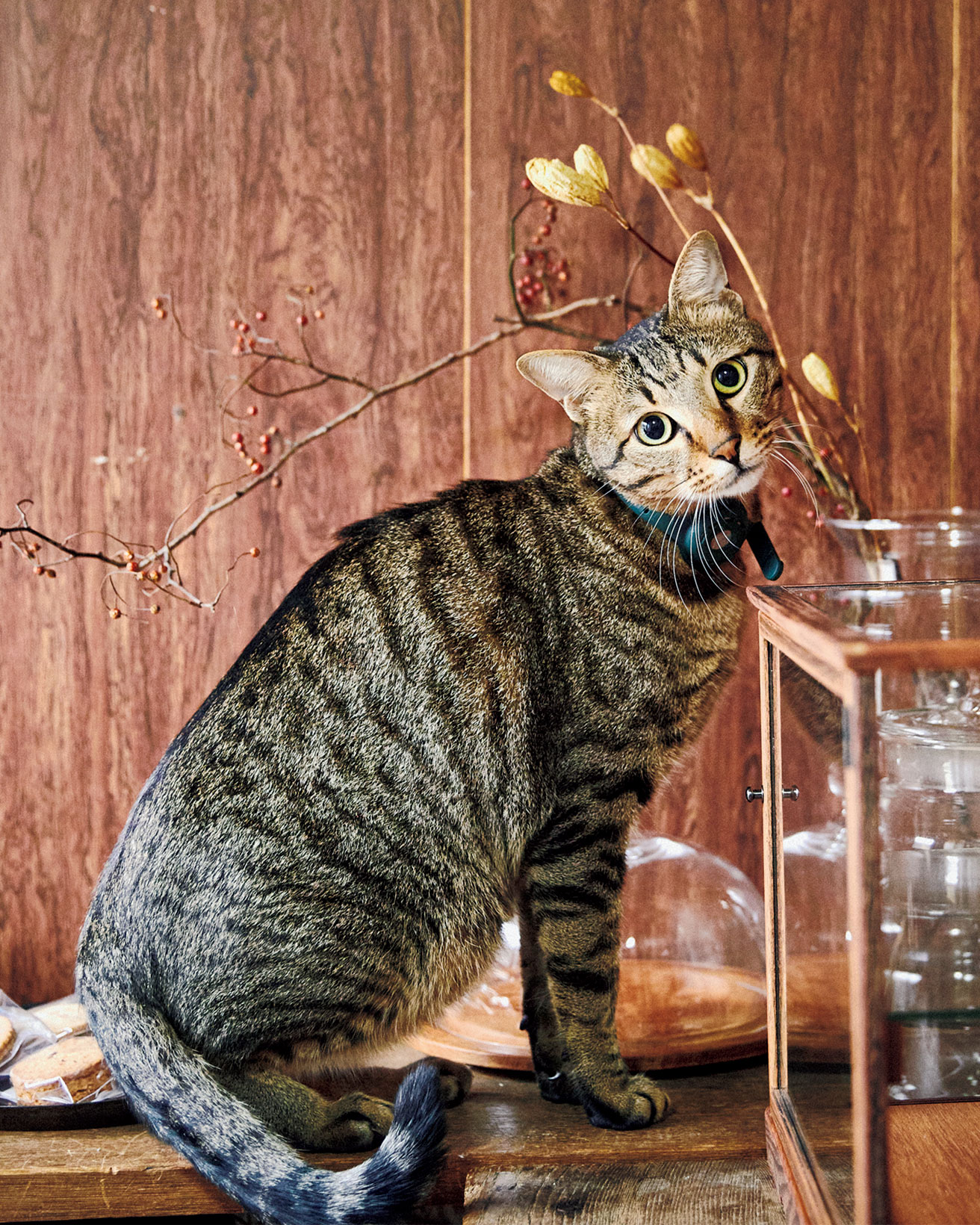 【LIFE@PET】京都の町家長屋の暮らしに寄り添う。｜はな子＆平野拓也・近藤あゆみさん。