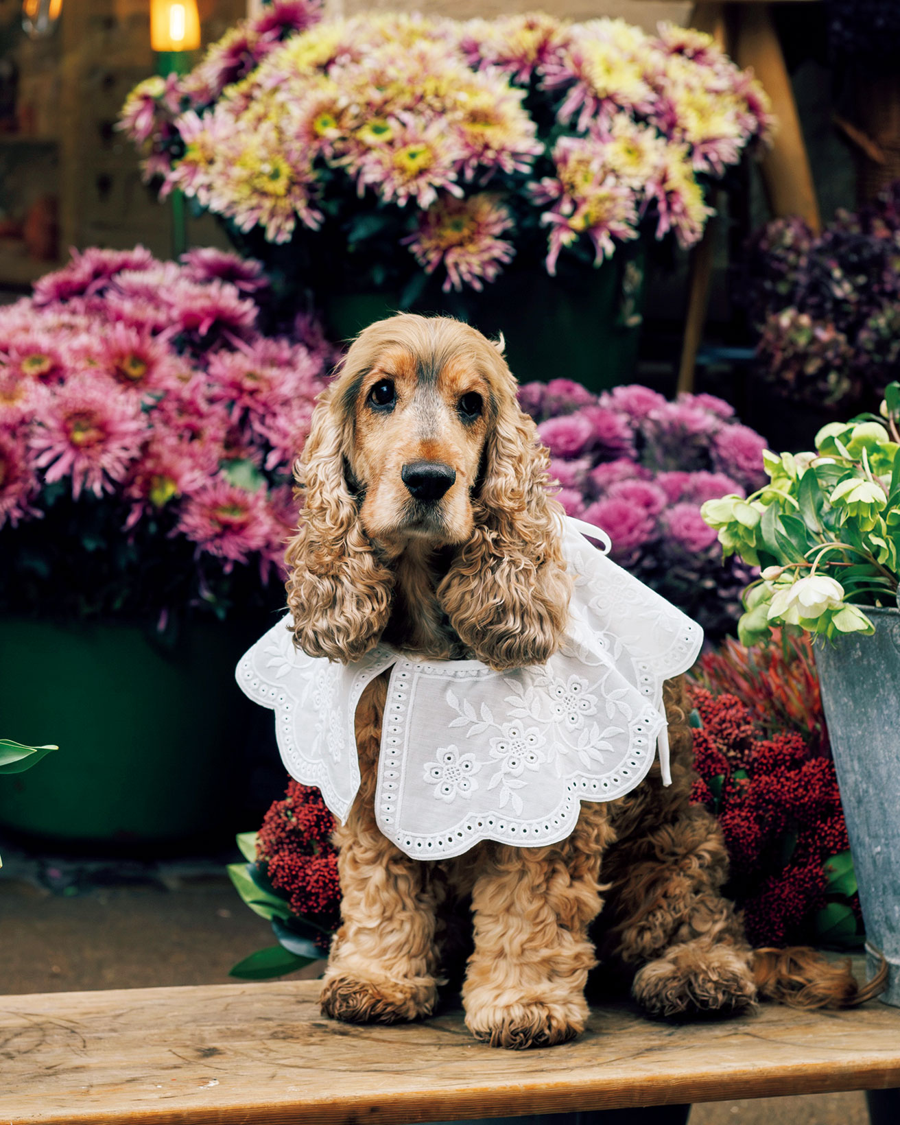 【LIFE@PET】ニューヨーク生まれの英国紳士。｜ヴィゴ＆〈タブロー〉ユリウス・ヴェアネス・イヴァーセンさん