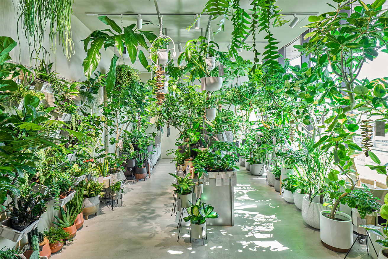 自由が丘の新施設内に現れた植物園のようなオアシス。〈アクタス〉がグリーンとカフェの複合店をオープン。