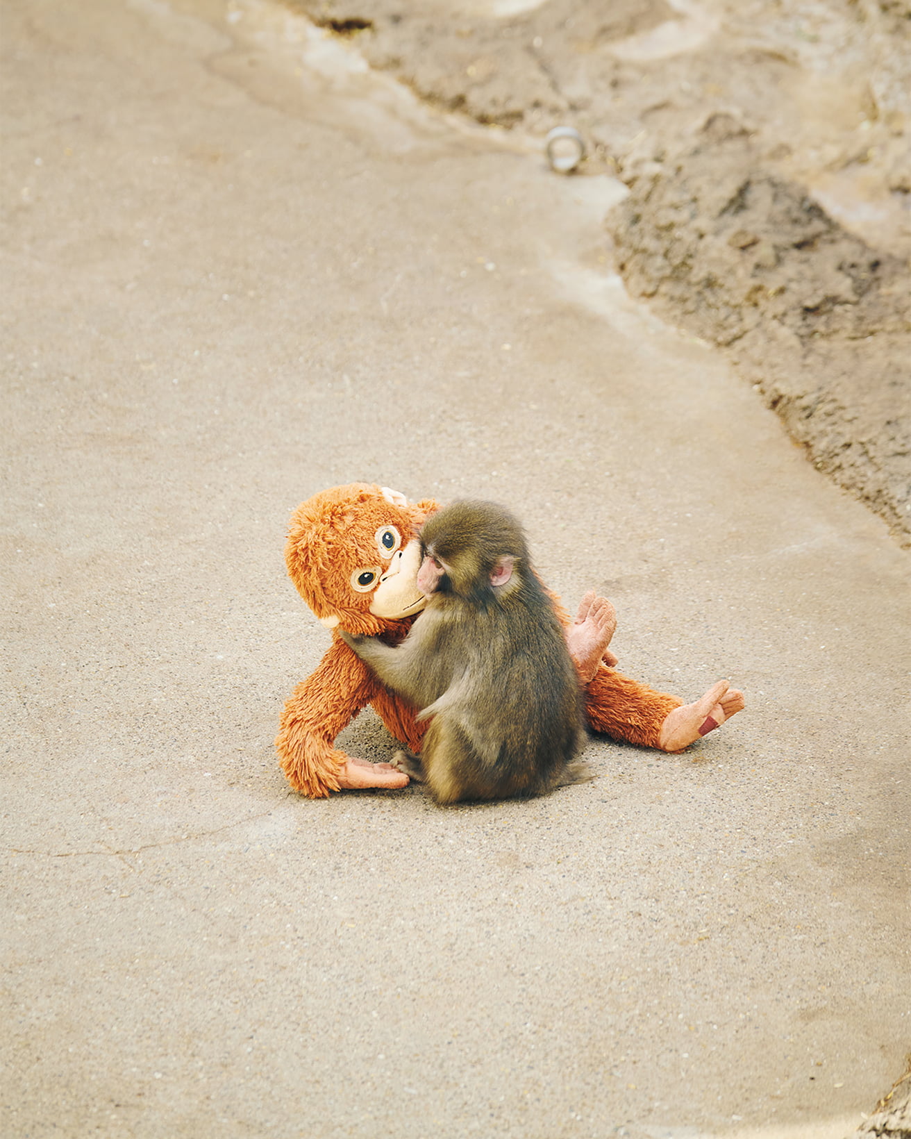 ニホンザルのパンチくんが登場！ 8月7日発売『もっと学べる！動物園と